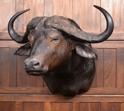 Taxidermy African Buffalo SAI3792 - Image 2