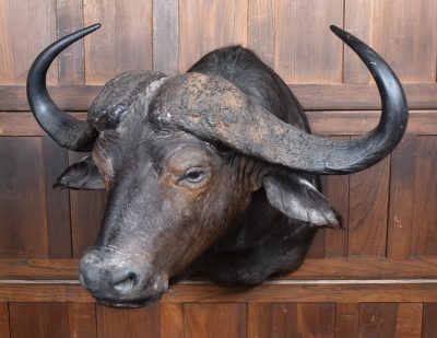 Taxidermy African Buffalo SAI3792 - Image 6