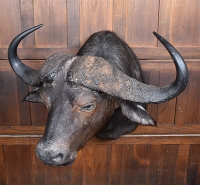 Taxidermy African Buffalo SAI3792 - Image 7