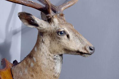 Mounted Indian Axis Deer Head - Image 2
