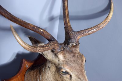 Mounted Indian Axis Deer Head - Image 3