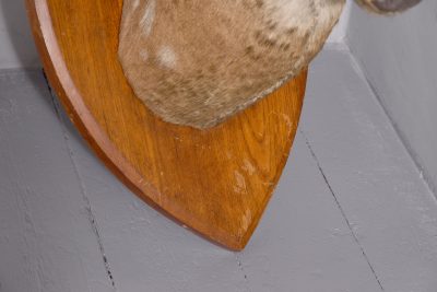 Mounted Indian Axis Deer Head - Image 4