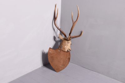 Mounted Indian Axis Deer Head - Image 5