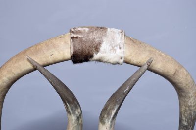 Large Pair of Zoomorphic Long Horn Armchairs - Image 9
