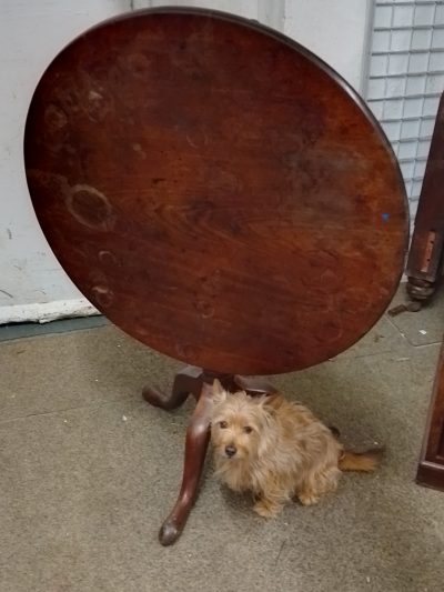 Large Antique Georgian Tripod Table - Image 3