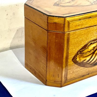 Tea Caddie Satinwood With Shell Inlays Georgian - Image 4