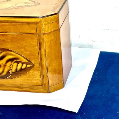 Tea Caddie Satinwood With Shell Inlays Georgian - Image 5